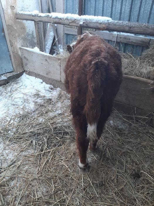 Еркек баспақ сатылады