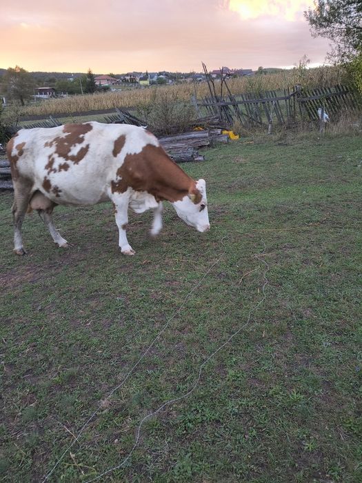 Vaca gestanta bălțată românească
