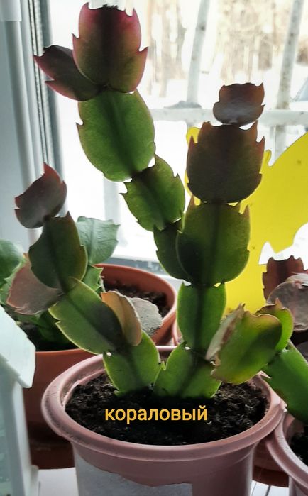 Комнатные цветы шлюмбергеры