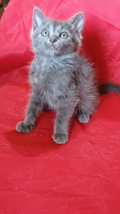 Котенок девочка ищет дом