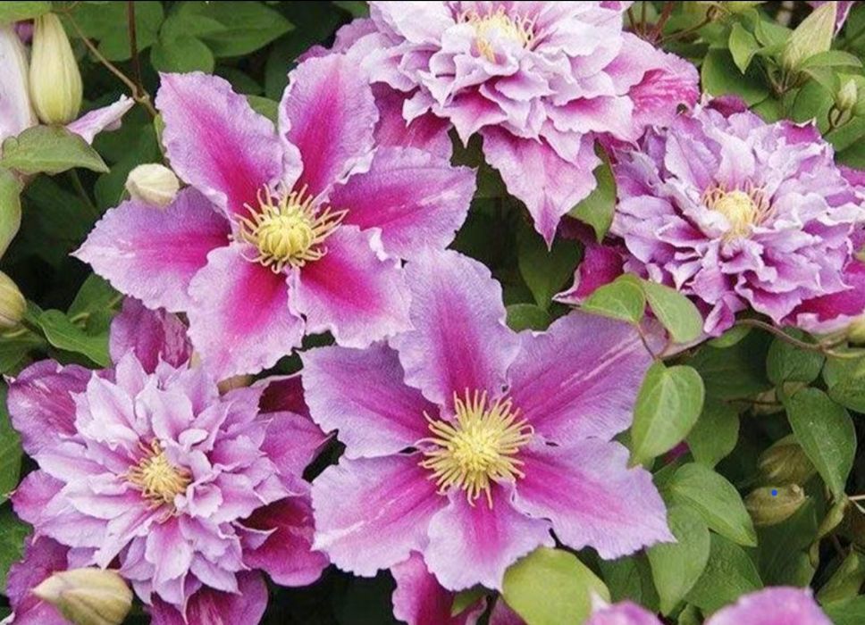 Цветы,    цветы.