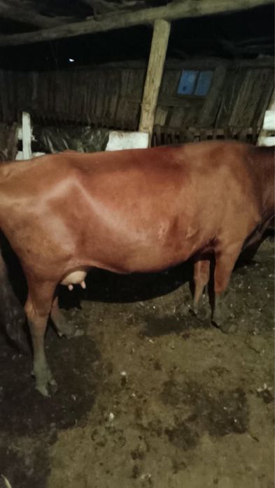 Продам дойную хорошую ухоженную корову
