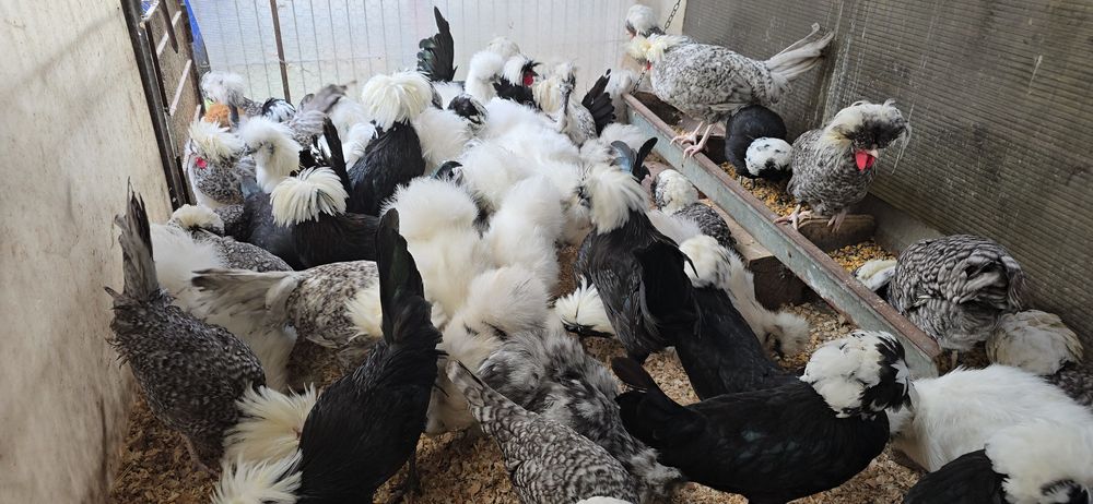 Motata olandeza și matase japoneză