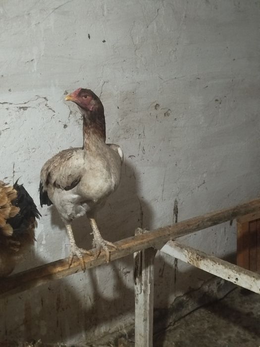 Тауық сатылады Дакан