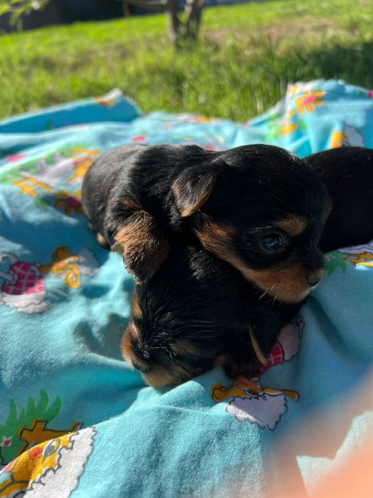 Продам очаровательных  щенков Йорка