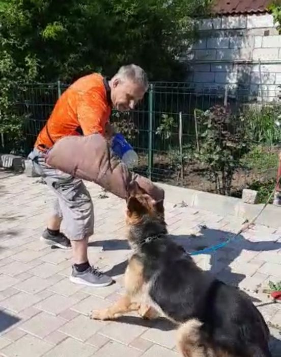 Dresaj Canin la domiciliu