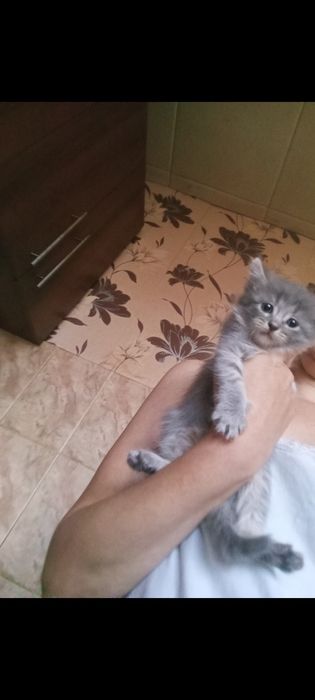 Бриташка 1 месяц 3 недели Приучены