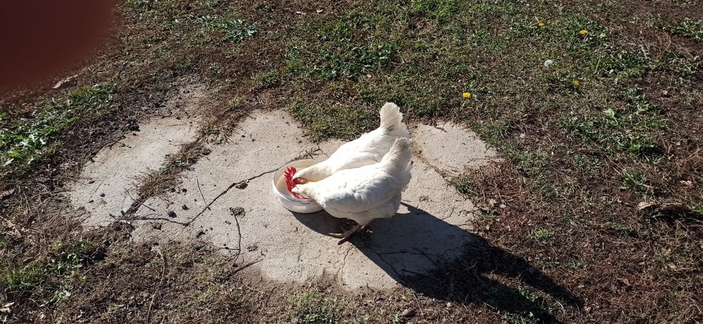 Куры Хаисекс уаит малодки