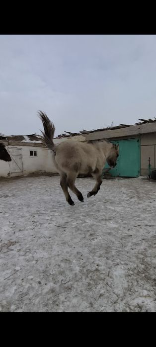 Откормда тұрған жабағылар