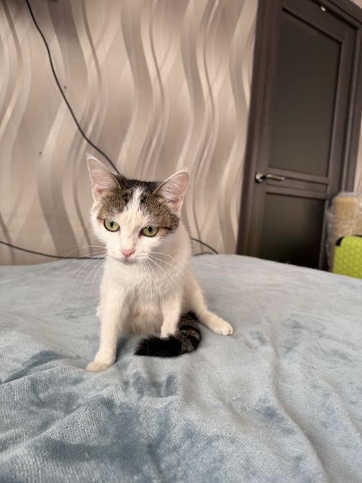 Отдам кошечку ДЖЕССИКУ стерилизована