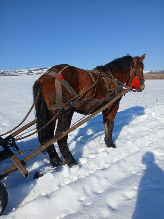 Vand manz de doi ani