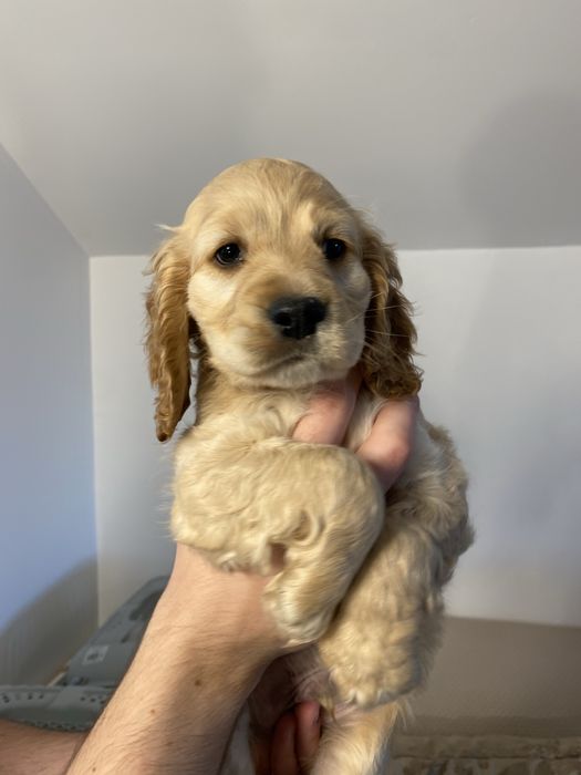 Cocker Spaniel baiat