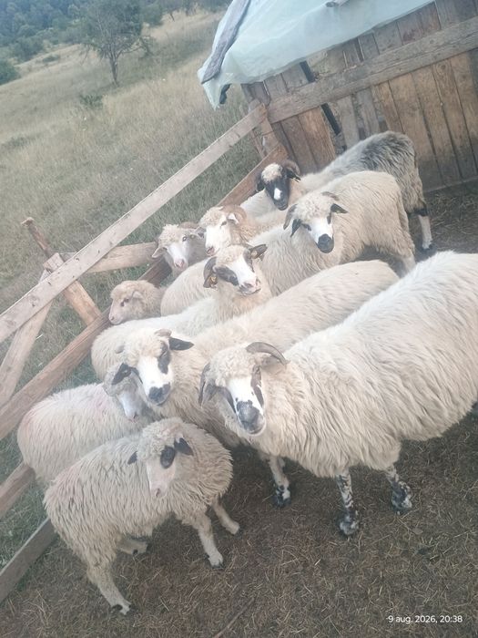7 oi și 3 miei de vânzare