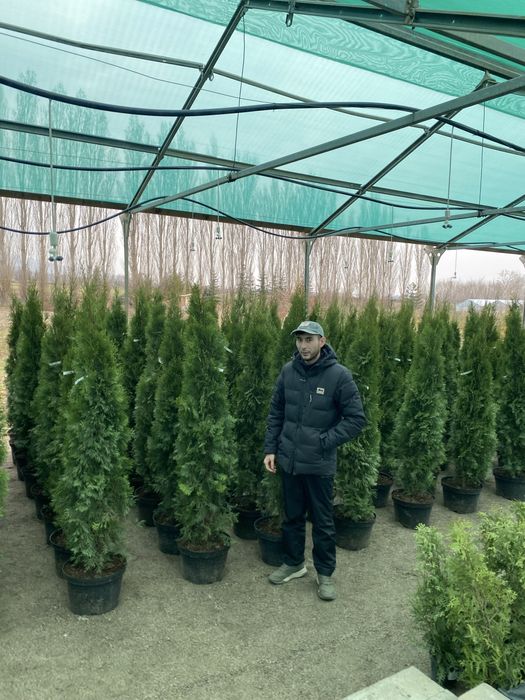 Туя смарагд пираммидальная