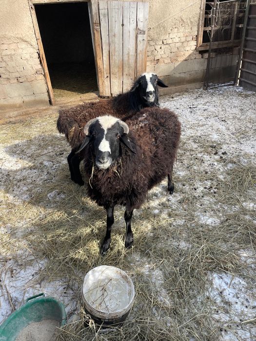 Бараны самцы …..