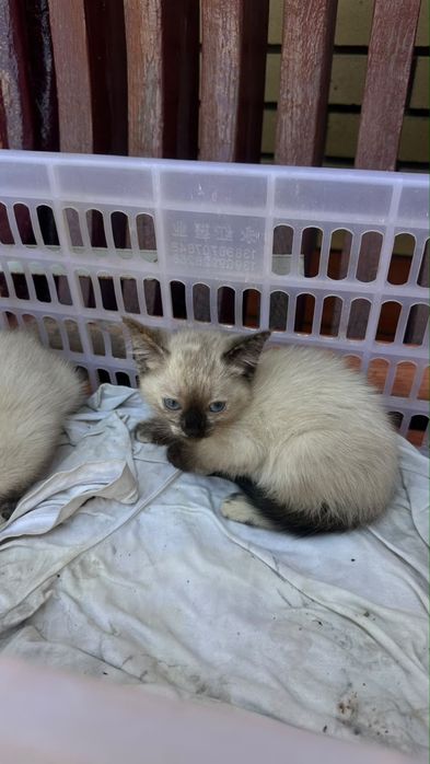 Отдам котят в добрые руки