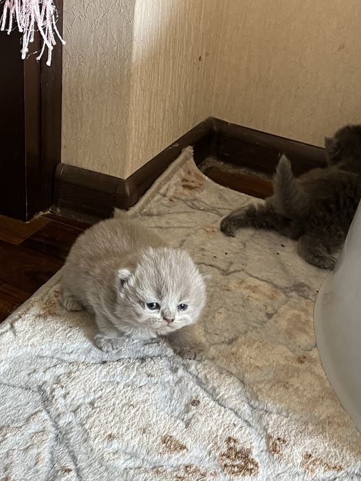 Scottish Fold продается
