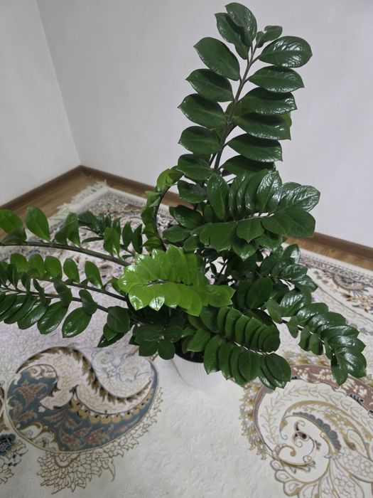 Шефлера и Замиакулькас комнатные цветы