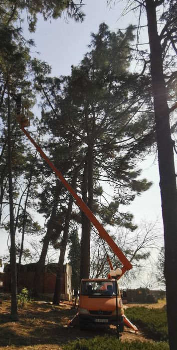 Рязане на опасни дървета Варна