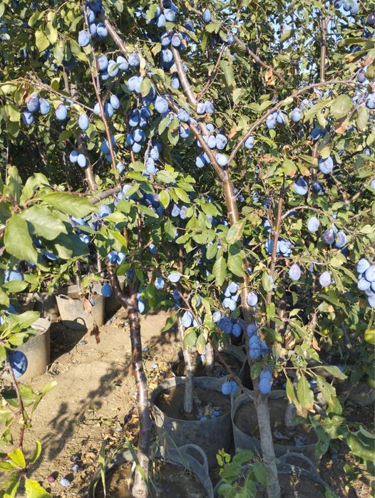 Pomi fructiferi pe rod!