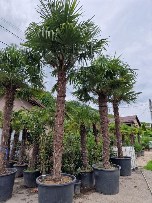 Palmieri de la 1.5m la 5m , rezistenti la -20, cycas, Washingtonia etc