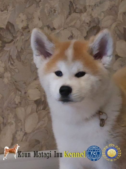 Akita Inu puiuț superb cu Pedigree