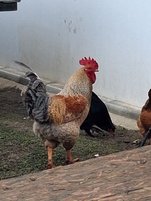 Млади петлета  свободно отглеждани