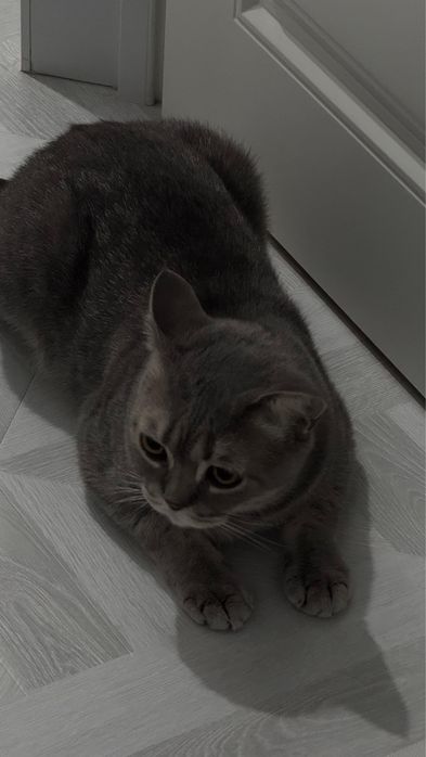 Котенок мальчик