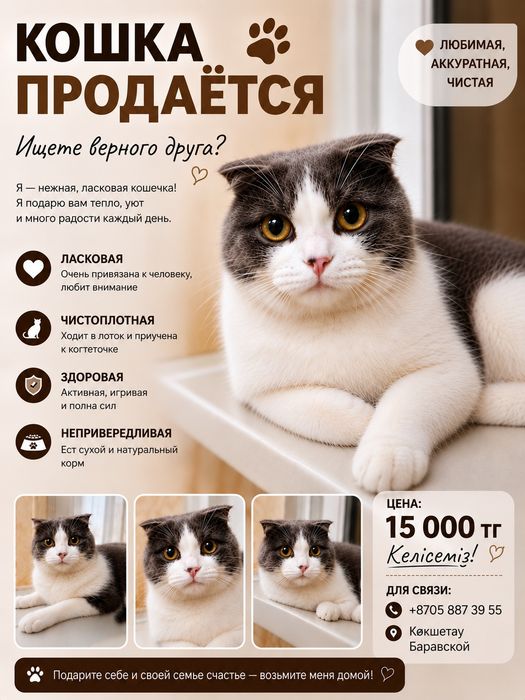 Кошка Продается Срочно 4месец