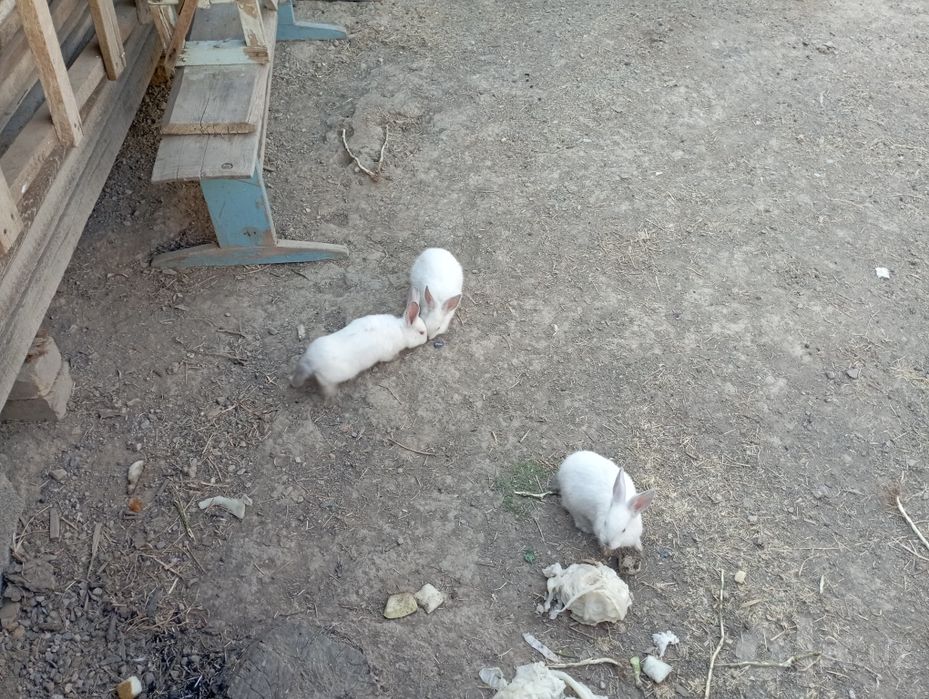 Quyon oilasi, Otasi xikol, onasi Kaliforniya. 3 ta bolasi bor 2 oylik