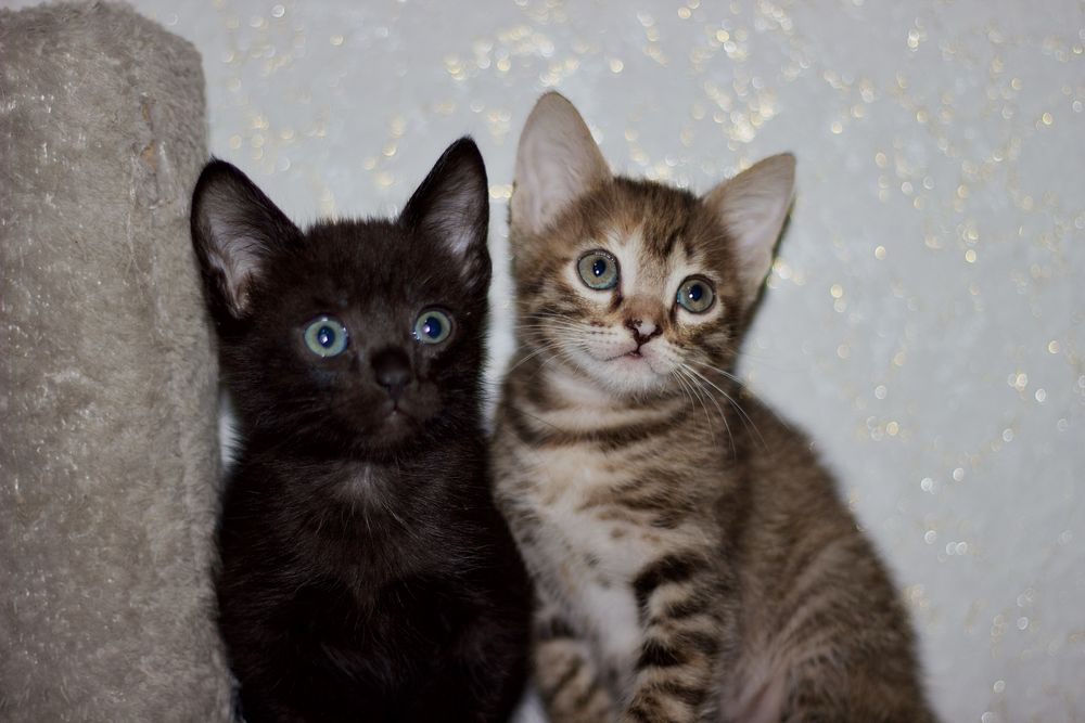 Продам котят 1,5 мес.