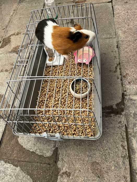 Продам морскую свинку