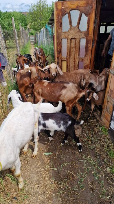 Vand capre de rasa anglonubian și alpin francez