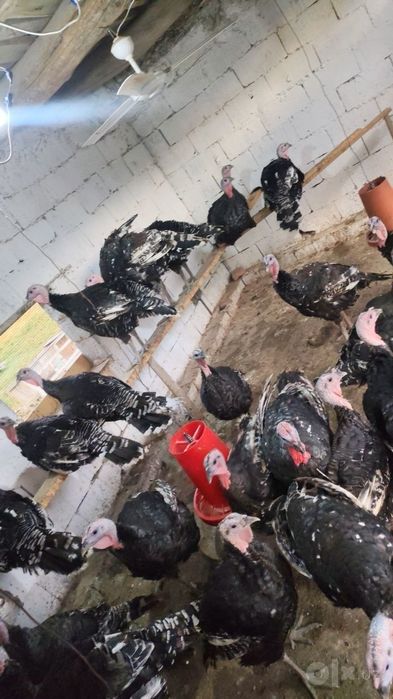 Big 6 kurkalari 3oylik bulli trik varnish 17 kg 10 ziyod gusht qladii