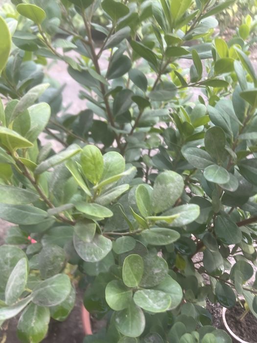 Гул сотилади 1 метрдан баланд