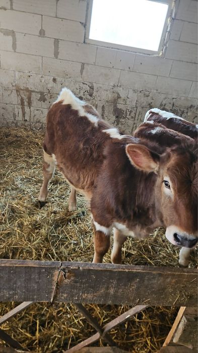 Vand viței înțarcat