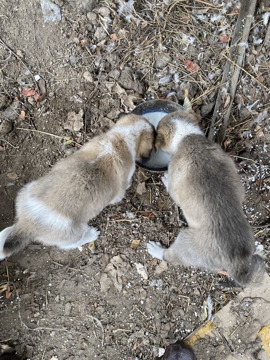 Срочно продам щенки Алабая (САО)