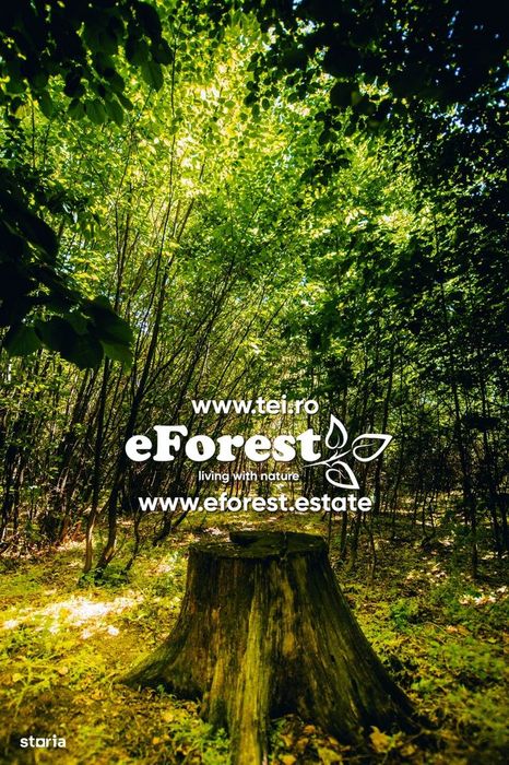 Loturi de teren în eForest, după Buftea, cu acces direct la DN1A