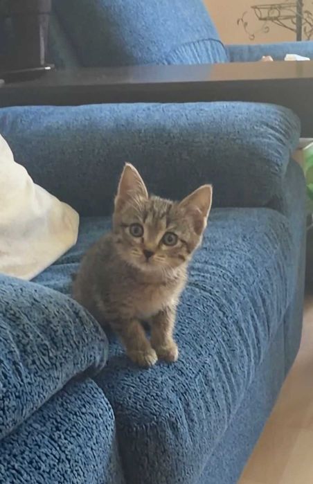 Отдадим котёнка в добрые руки