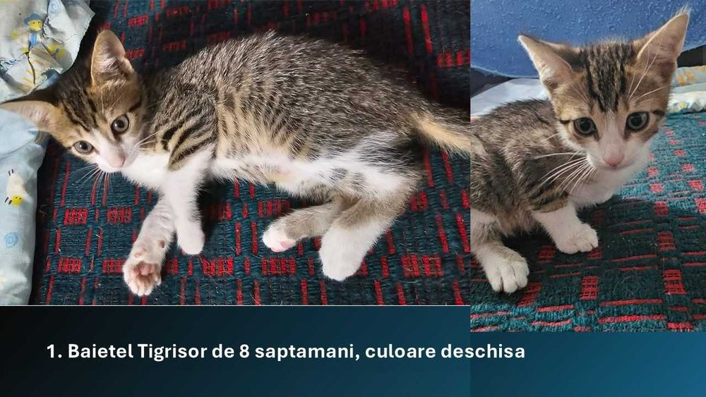 Donez pui de pisica -cautăm familii iubitoare!