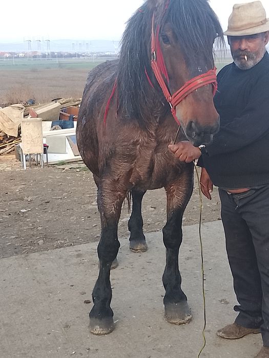 Vând iepe de cinci patru ani gestante amândouă cu leul cu armăsarul de