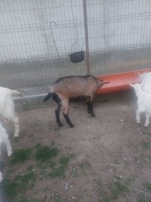 Vand capra metis sanne cu alpin francez