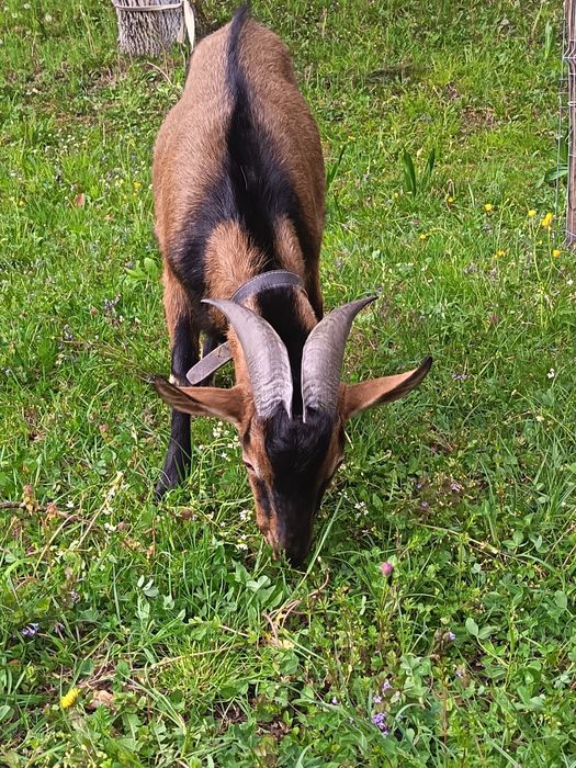 Țap de vânzare  de un an