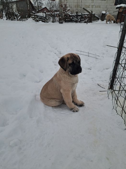 Kangal Malakli femela 3 luni