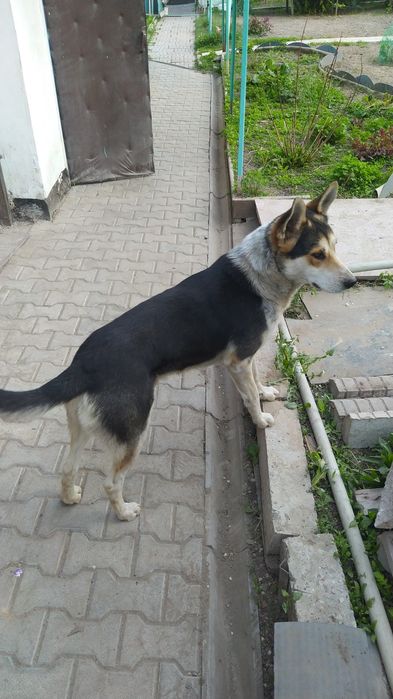 Щенок В хорошие руки .