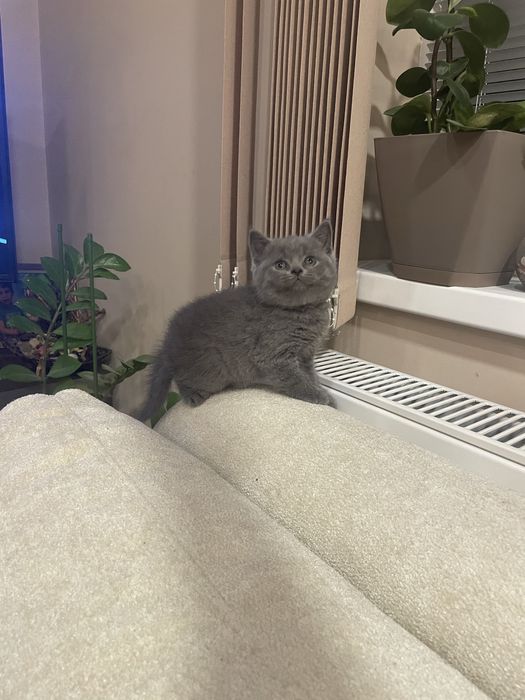 Британска късокосместа/ Шотландска клепоуха