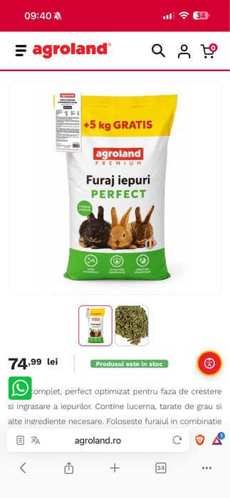 Iepurasi Rex Pitic 2luni