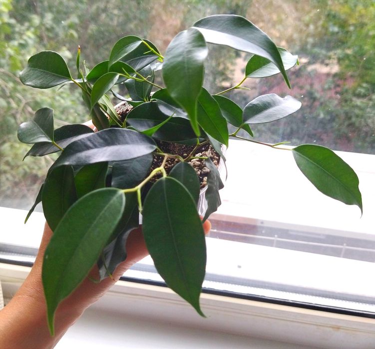 Фикусы Бенджамина