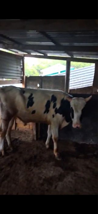 Бык бука голштин бука бычек