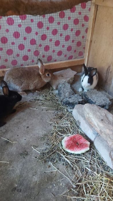 Quyonla sotladi xamasi 3 Katta 3 maydasi